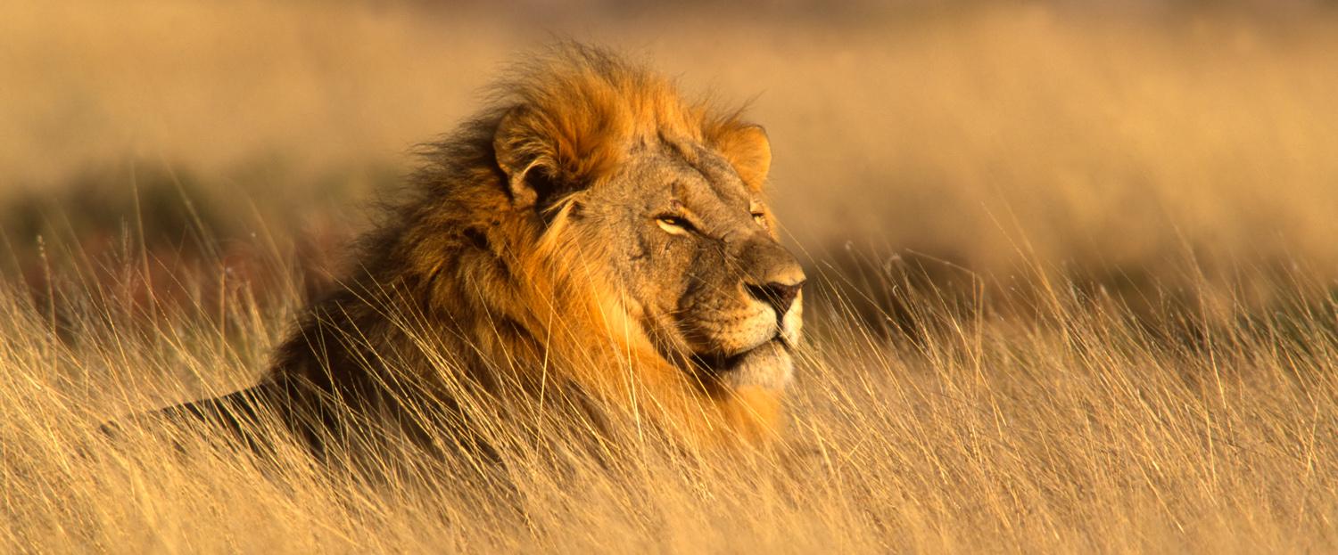 Best of Zimbabwe and Chobe Private Safari - Lion A magestic lion gazes across the land.