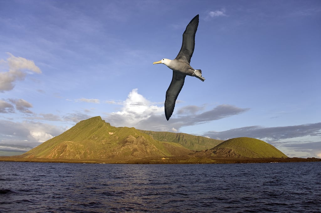 Black browed albatross flying near Volcán Ecuador on Isabella Island, Galapagos Black browed albatross flying near Volcán Ecuador on Isabella Island, Galapagos