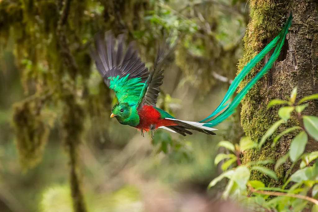 A quetzal in flight A quetzal in flight