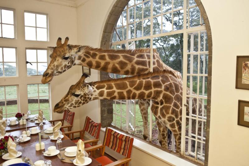 Giraffe Manor. Photo by TheSafariCollection on Flickr