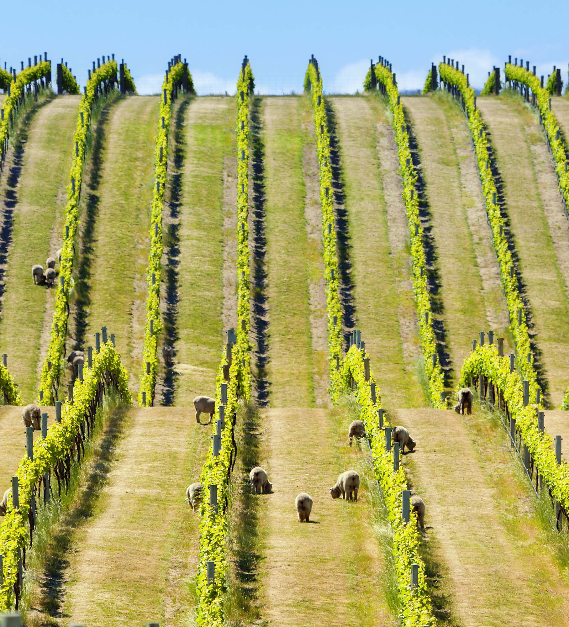 Best New Zealand Wine Tours 20212022 Zicasso