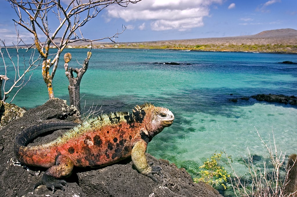 Iguana on Floreana Island, Galapagos Iguana on Floreana Island, Galapagos