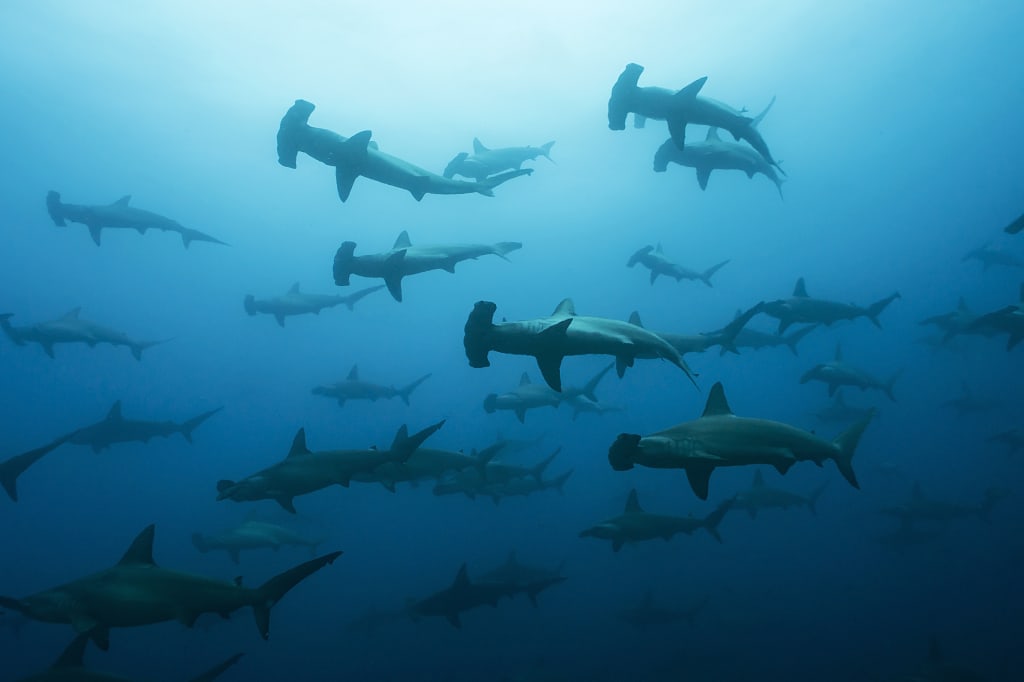 Hammerhead sharks in the Galapagos Islands Hammerhead sharks in the Galapagos Islands