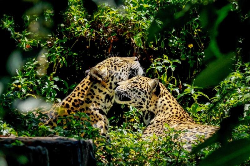 Two jaguars in the Belize zoo.