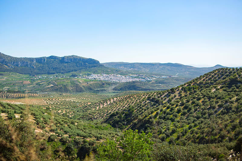 Sea of olive trees in the Andalusia region of Spain. Photo courtesy Turismo Andaluz