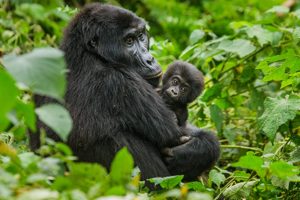 Female gorilla with her baby in Bwindi Impenetrable Forest National Park, Uganda Female gorilla with her baby in Bwindi Impenetrable Forest National Park, Uganda