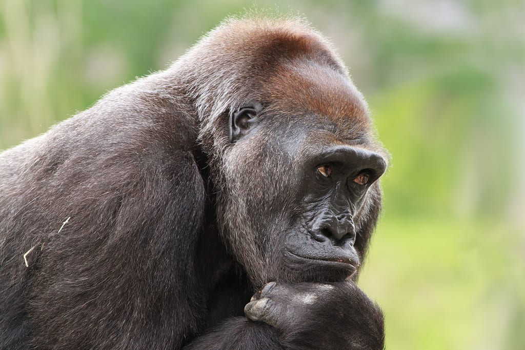 Gorilla "thinking'" in Rwanda Gorilla in Rwanda