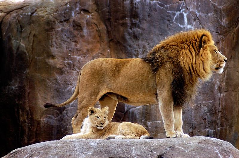 Spirit of Mufasa and Simba Africa_Safari_Lion_and_Cub