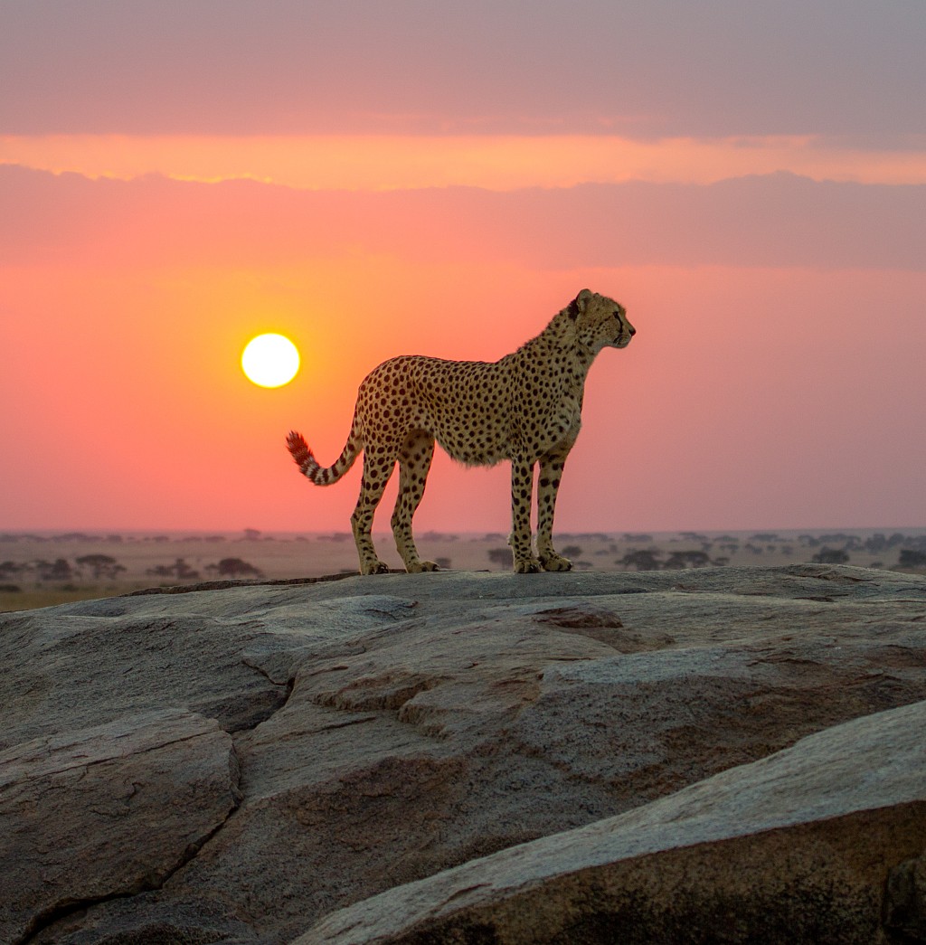 Best Kenya Cheetah Safaris 2021-2022 | Zicasso