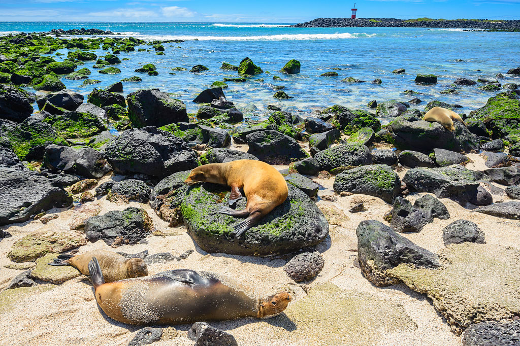 Fu seals at Punta Carola beach on San Cristobal Island, Galapagos Fu seals at Punta Carola beach on San Cristobal Island, Galapagos