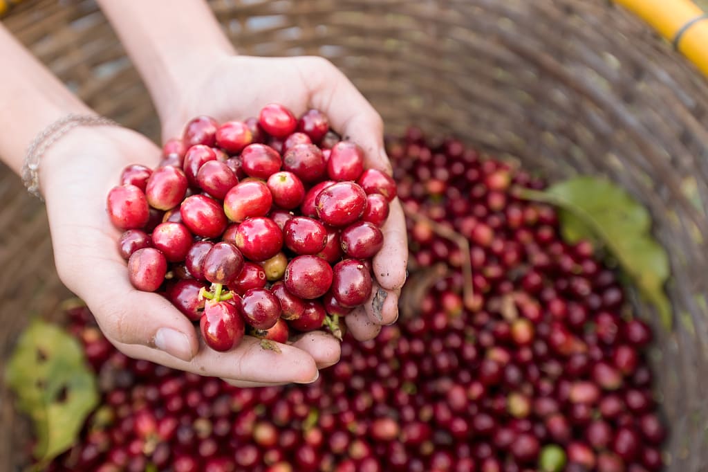Organic red cherries coffee beans harvested in Costa Rica Organic red cherries coffee beans harvested in Costa Rica